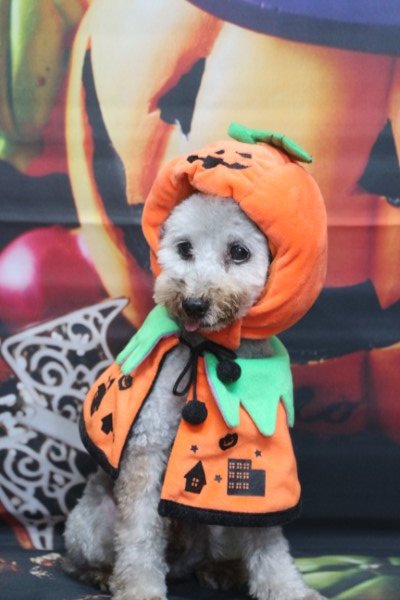 トリミングサロン、トリマー、千葉県鎌ヶ谷市船橋市市川市松戸市柏市白井市印西市千葉市、撮影サービス画像