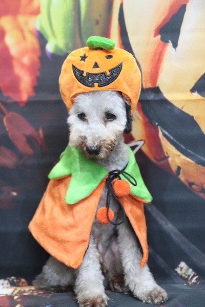 トリミングサロン、トリマー、千葉県鎌ヶ谷市船橋市市川市松戸市柏市白井市印西市千葉市、撮影サービス画像