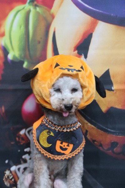 トリミングサロン、トリマー、千葉県鎌ヶ谷市船橋市市川市松戸市柏市白井市印西市千葉市、撮影サービス画像