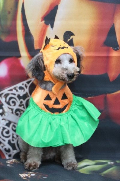 トリミングサロン、トリマー、千葉県鎌ヶ谷市船橋市市川市松戸市柏市白井市印西市千葉市、撮影サービス画像