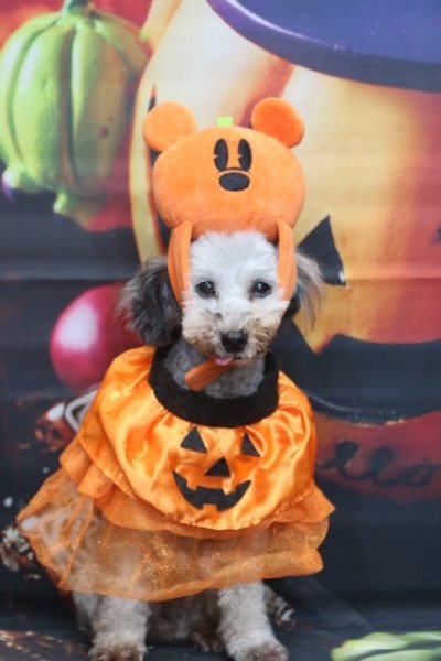 トリミングサロン、トリマー、千葉県鎌ヶ谷市船橋市市川市松戸市柏市白井市印西市千葉市、撮影サービス画像