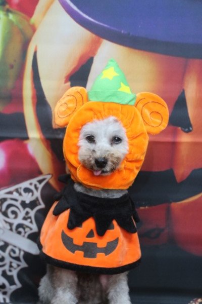 トリミングサロン、トリマー、千葉県鎌ヶ谷市船橋市市川市松戸市柏市白井市印西市千葉市、撮影サービス画像