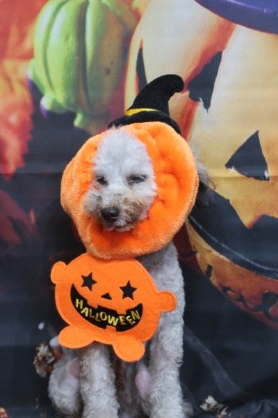 トリミングサロン、トリマー、千葉県鎌ヶ谷市船橋市市川市松戸市柏市白井市印西市千葉市、撮影サービス画像