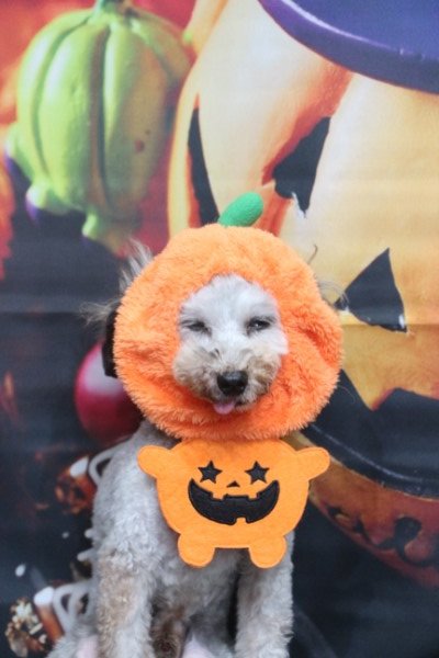 トリミングサロン、トリマー、千葉県鎌ヶ谷市船橋市市川市松戸市柏市白井市印西市千葉市、撮影サービス画像