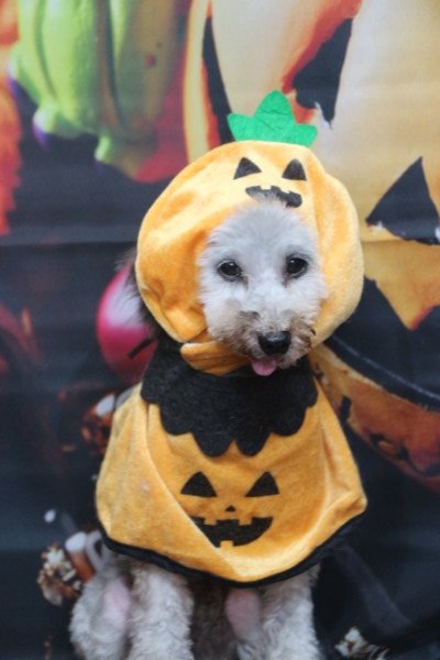 トリミングサロン、トリマー、千葉県鎌ヶ谷市船橋市市川市松戸市柏市白井市印西市千葉市、撮影サービス画像