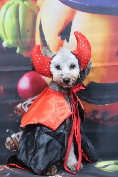 トリミングサロン、トリマー、千葉県鎌ヶ谷市船橋市市川市松戸市柏市白井市印西市千葉市、撮影サービス画像