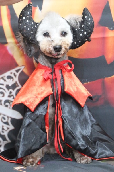 トリミングサロン、トリマー、千葉県鎌ヶ谷市船橋市市川市松戸市柏市白井市印西市千葉市、撮影サービス画像