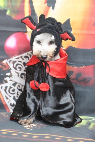 トリミングサロン、トリマー、千葉県鎌ヶ谷市船橋市市川市松戸市柏市白井市印西市千葉市、撮影サービス画像