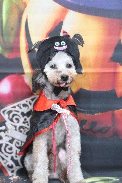 トリミングサロン、トリマー、千葉県鎌ヶ谷市船橋市市川市松戸市柏市白井市印西市千葉市、撮影サービス画像