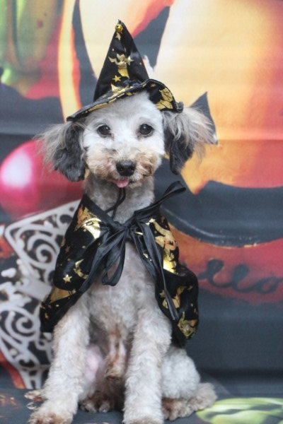 トリミングサロン、トリマー、千葉県鎌ヶ谷市船橋市市川市松戸市柏市白井市印西市千葉市、撮影サービス画像