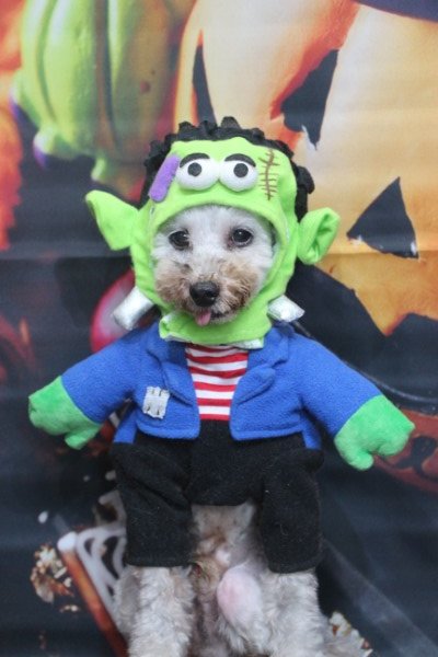 トリミングサロン、トリマー、千葉県鎌ヶ谷市船橋市市川市松戸市柏市白井市印西市千葉市、撮影サービス画像