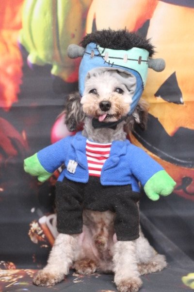 トリミングサロン、トリマー、千葉県鎌ヶ谷市船橋市市川市松戸市柏市白井市印西市千葉市、撮影サービス画像