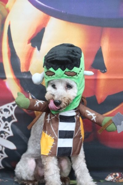 トリミングサロン、トリマー、千葉県鎌ヶ谷市船橋市市川市松戸市柏市白井市印西市千葉市、撮影サービス画像