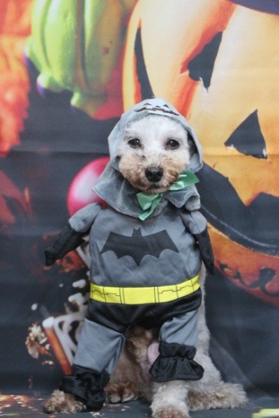 トリミングサロン、トリマー、千葉県鎌ヶ谷市船橋市市川市松戸市柏市白井市印西市千葉市、撮影サービス画像