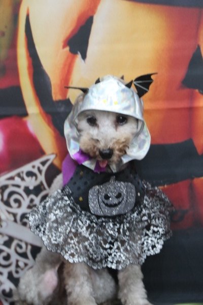 トリミングサロン、トリマー、千葉県鎌ヶ谷市船橋市市川市松戸市柏市白井市印西市千葉市、撮影サービス画像