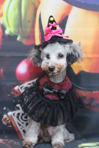 トリミングサロン、トリマー、千葉県鎌ヶ谷市船橋市市川市松戸市柏市白井市印西市千葉市、撮影サービス画像