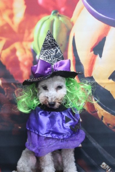 トリミングサロン、トリマー、千葉県鎌ヶ谷市船橋市市川市松戸市柏市白井市印西市千葉市、撮影サービス画像