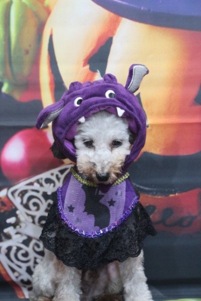 トリミングサロン、トリマー、千葉県鎌ヶ谷市船橋市市川市松戸市柏市白井市印西市千葉市、撮影サービス画像