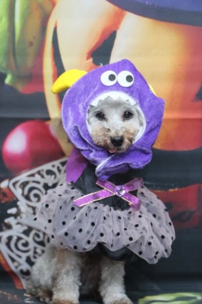 トリミングサロン、トリマー、千葉県鎌ヶ谷市船橋市市川市松戸市柏市白井市印西市千葉市、撮影サービス画像