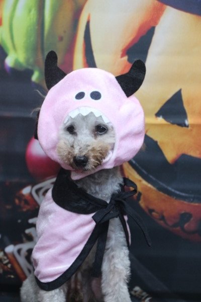 トリミングサロン、トリマー、千葉県鎌ヶ谷市船橋市市川市松戸市柏市白井市印西市千葉市、撮影サービス画像