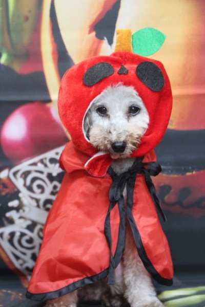 トリミングサロン、トリマー、千葉県鎌ヶ谷市船橋市市川市松戸市柏市白井市印西市千葉市、撮影サービス画像