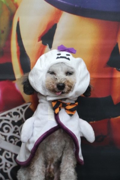 トリミングサロン、トリマー、千葉県鎌ヶ谷市船橋市市川市松戸市柏市白井市印西市千葉市、撮影サービス画像