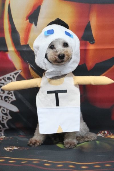 トリミングサロン、トリマー、千葉県鎌ヶ谷市船橋市市川市松戸市柏市白井市印西市千葉市、撮影サービス画像