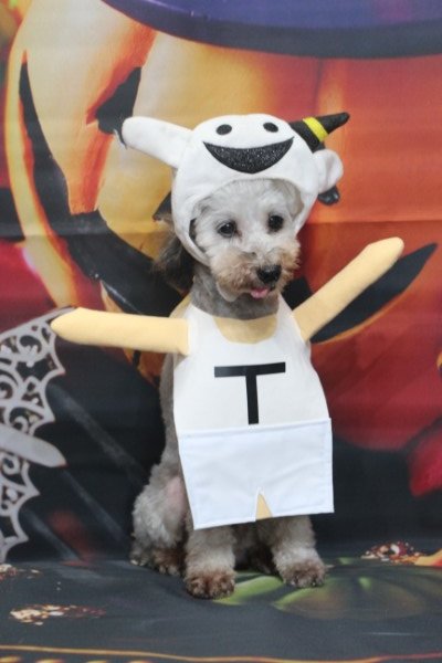 トリミングサロン、トリマー、千葉県鎌ヶ谷市船橋市市川市松戸市柏市白井市印西市千葉市、撮影サービス画像