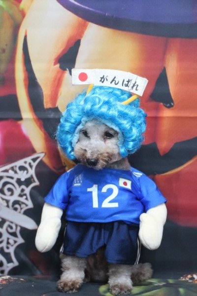 トリミングサロン、トリマー、千葉県鎌ヶ谷市船橋市市川市松戸市柏市白井市印西市千葉市、撮影サービス画像