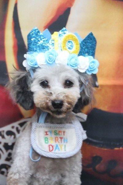 トリミングサロン、トリマー、千葉県鎌ヶ谷市船橋市市川市松戸市柏市白井市印西市千葉市、撮影サービス画像