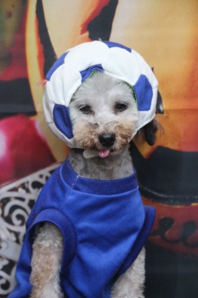 トリミングサロン、トリマー、千葉県鎌ヶ谷市船橋市市川市松戸市柏市白井市印西市千葉市、撮影サービス画像