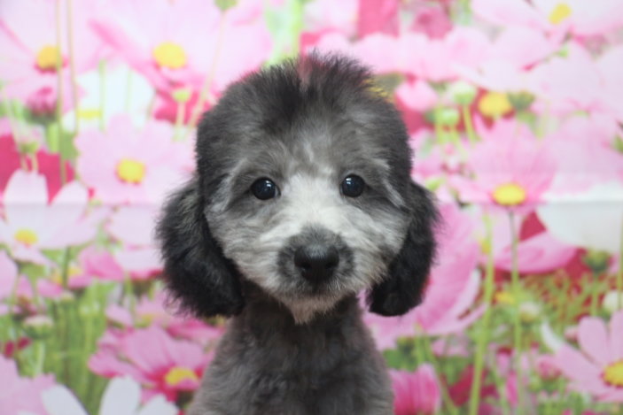 トイプードルブリーダー子犬シルバー男の子生後3ヶ月。千葉県鎌ヶ谷市船橋市市川市柏市白井市印西市千葉市ブリーダー画像