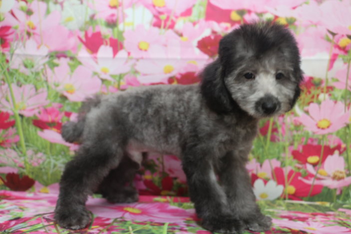 トイプードルブリーダー子犬シルバー男の子生後3ヶ月。千葉県鎌ヶ谷市船橋市市川市柏市白井市印西市千葉市ブリーダー画像