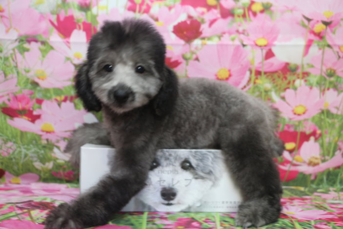トイプードルブリーダー子犬シルバー男の子生後3ヶ月。千葉県鎌ヶ谷市船橋市市川市柏市白井市印西市千葉市ブリーダー画像
