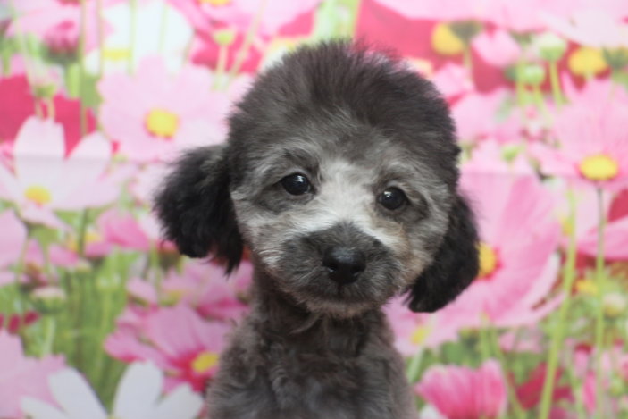 トイプードルブリーダー子犬シルバー男の子生後3ヶ月。千葉県鎌ヶ谷市船橋市市川市柏市白井市印西市千葉市ブリーダー画像