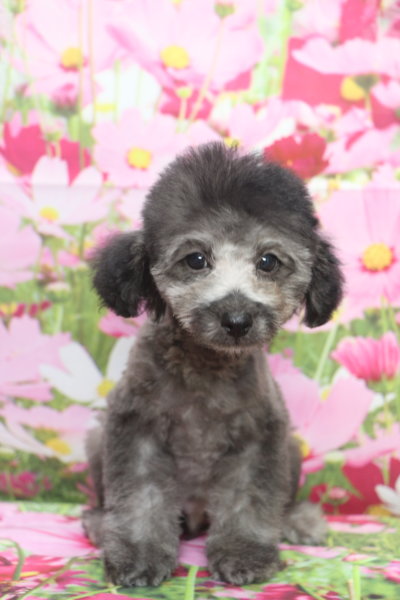 トイプードルブリーダー子犬シルバー男の子生後3ヶ月。千葉県鎌ヶ谷市船橋市市川市柏市白井市印西市千葉市ブリーダー画像