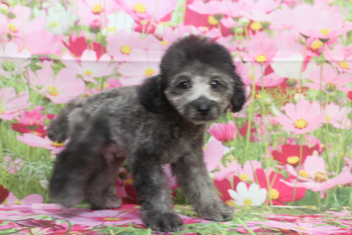 トイプードルブリーダー子犬シルバー男の子生後3ヶ月。千葉県鎌ヶ谷市船橋市市川市柏市白井市印西市千葉市ブリーダー画像