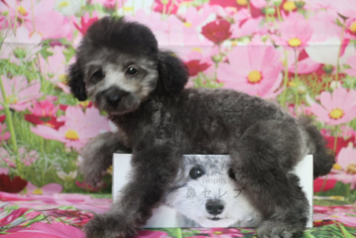 トイプードルブリーダー子犬シルバー男の子生後3ヶ月。千葉県鎌ヶ谷市船橋市市川市柏市白井市印西市千葉市ブリーダー画像