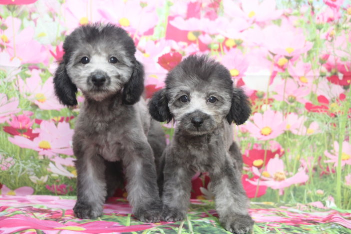 トイプードルブリーダー子犬シルバー男の子兄弟生後3ヶ月。千葉県鎌ヶ谷市船橋市市川市柏市白井市印西市千葉市ブリーダー画像