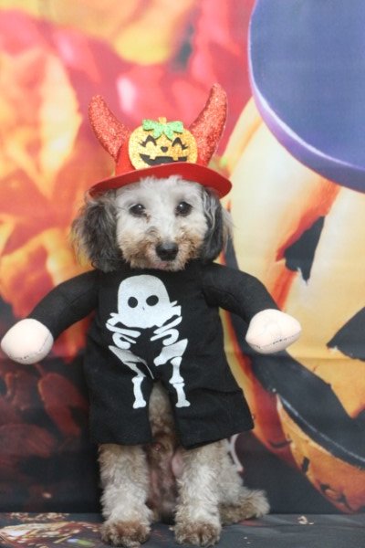 トリミングサロン、トリマー、千葉県鎌ヶ谷市船橋市市川市松戸市柏市白井市印西市千葉市、撮影サービス画像