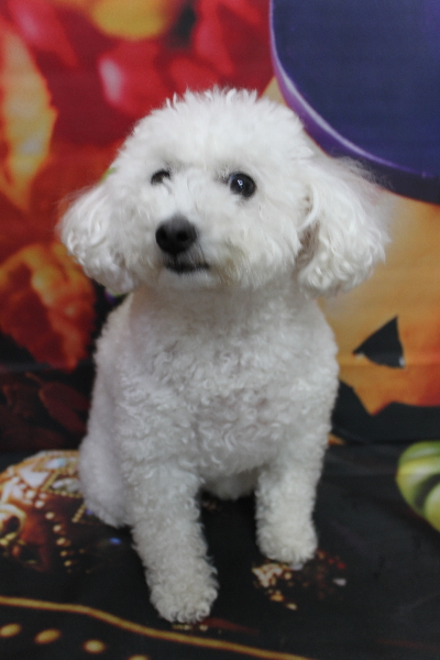 千葉県船橋市のトイプードルのトリミング前画像