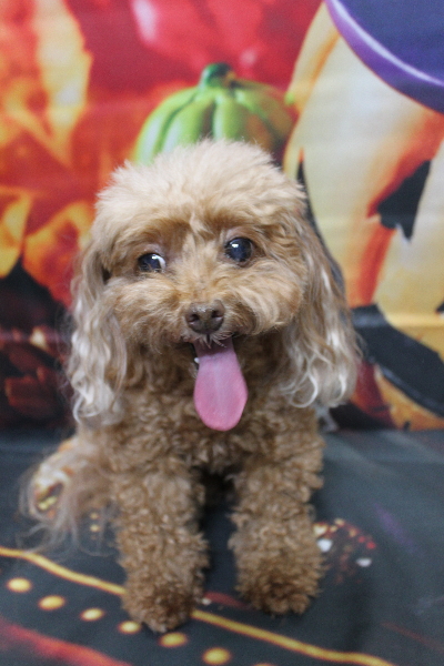 千葉県船橋市のトイプードルのトリミング前画像