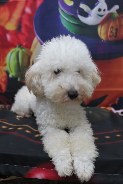 千葉県船橋市のトイプードルのトリミング前画像