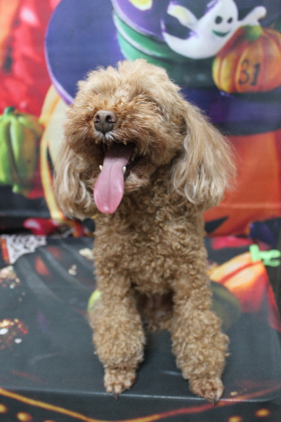 千葉県鎌ヶ谷市のトイプードルのトリミング前画像