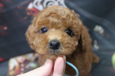 トイプードルブリーダーの子犬、トリミング画像