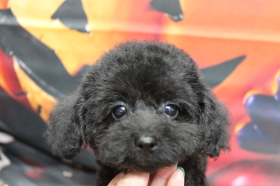 トイプードルブリーダーの子犬、トリミング画像