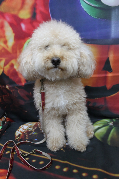 千葉県鎌ケ谷市のトイプードルのトリミング前画像