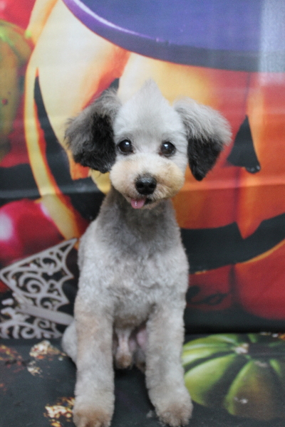 トイプードルブリーダーの成犬、トリミング画像