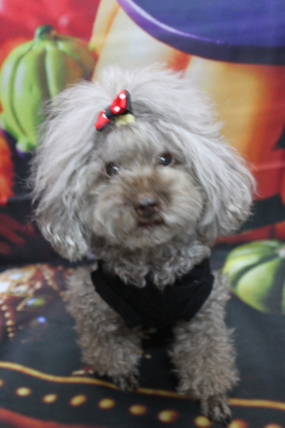 千葉県船橋市のトイプードルのトリミング前画像