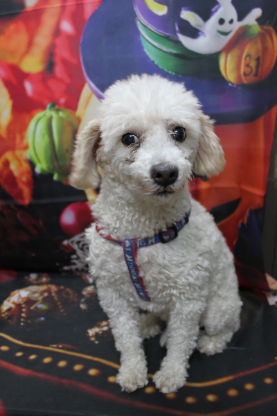 千葉県市川市のトイプードルのトリミング前画像